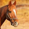 Could your horse have Equine Cushing's Disease? Image