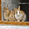 Does your rabbit have a friend? Image