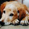 A vet guide to treating separation anxiety Image