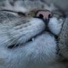 Easy dental care for cats Image