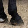 Proper Circulation Is Key To Healthy Hooves Image