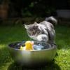 How To Care For Your Cat In Hot Weather: 10 Tips Image