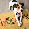 Moving House? How To Help Your Dog Settle Into Your New Home Image