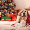 Royal Canin reminds owners of the hidden dangers of festive food Image