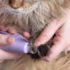 Cats Nail Care Image
