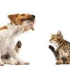 Flea & Tick tips for your cat and dog Image