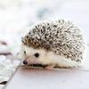 Hedgehogs in summer and how you can help Image