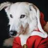 Furry Festivities: Celebrating Christmas with Your Hilariously Unique Dog Image