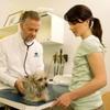Taking your dog to the vet: How to reduce stress Image