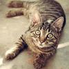 Renal failure in cats Image