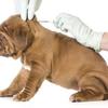 Microchipping your dog: why do it and how it works Image