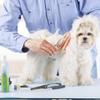 Top tips for pampered pooches, part one Image