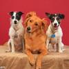 Choosing the right pooch for you and your family Image