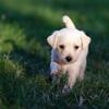 First steps to puppy training Image