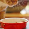 Choosing the right diet for your feline Image