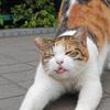 Top tips for litter training your cat Image