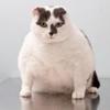 PDSA warns of pet obesity time bomb Image