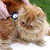 Why register your cat with a vet? Image