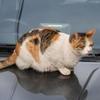 Top tips for car travel with cats Image