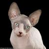 Sphynx cats are found to be the friendliest felines Image