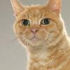 Cats' healthcare requirements change 'dramatically' as they age Image