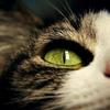 Take care of your cat's skin and eyes Image