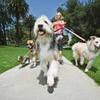 New app helps families keep track of dog care Image
