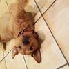 Lucy Weston's Lakeland Terrier - Ozzie
