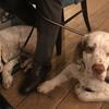 Mary Ainsworth 's Clumber Spaniel - Monty
