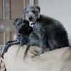 Jackie Pearson's Bedlington Terrier - Bella
