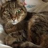 Karen Martin's Domestic longhair cat - O'Malley