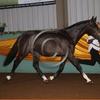 Kirsty Godridge's Irish Sport Horse - Monte