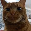 Lucy Powe's Domestic longhair cat - Garfield