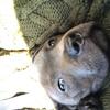 Phoebe Pockett's Staffordshire Bull Terrier - Lexie