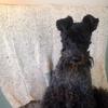 Clare McCullough's Kerry Blue Terrier - Patrick