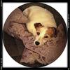 Louise Yeo's Jack Russell Terrier - Timmy