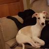 Alison Chard's Whippet - Lilly