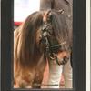 Linda Vaughan's Shetland Pony - Buddy