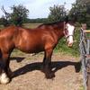 Yvonne Horne's Clydesdale Horse - Maisie