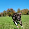 Alison Knowlson's Staffordshire Bull Terrier - Dobbie