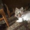 Gordon McKillop 's West Highland White Terrier - Daisy