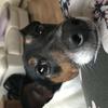 Sharron  Clow's Jack Russell Terrier - Flobs