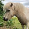 Lauren Rogers's Shetland Pony - Vinny