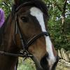 Sharon Taylor's Hanoverian Horse - Xena