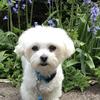 Claire Brown's Maltese - Mikey