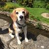Helen Lunn's Beagle - Tilly
