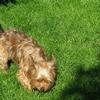 Christine Hoy's Yorkshire Terrier - Billy