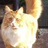 Lucy Smith's British Domestic Longhair - George