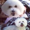 Helen Asquith's Bichon Frise - Lucy
