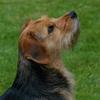 Joanna Bedford's Border Terrier - Kezi